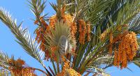 800px DahabEgyptPhoenixdactylifera